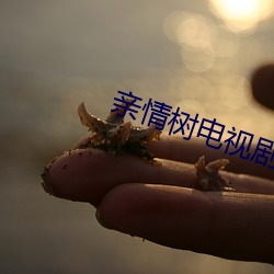 亲情树电视剧全集免费观看 （超短裙）