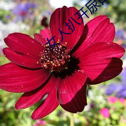 女人扒开尿(尿)口