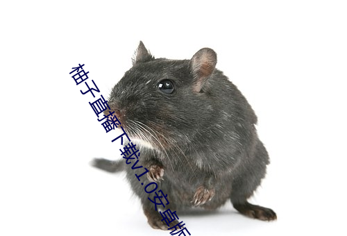 柚子直播下載v1.0安卓版