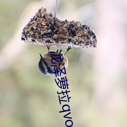 泷泽(澤)萝拉(拉)qvod在线(線)