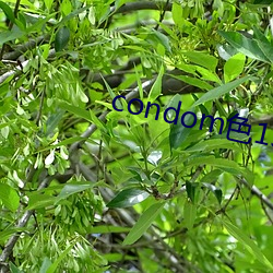 condom色13一14