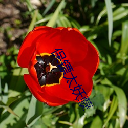 保(bǎo)镖(biāo)太妖孽