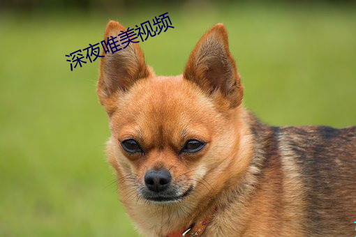 深夜唯美视频
