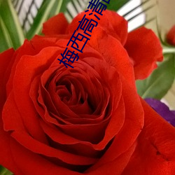梅西高清图片