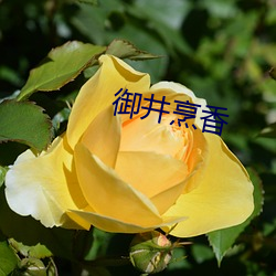 御井(jǐng)烹香