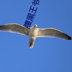 腹黑王爷傻相公