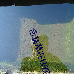 含羞草在線觀看視頻