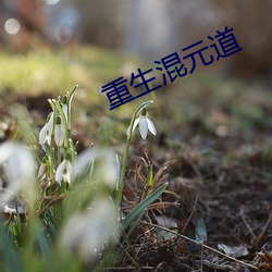 重生(shēng)混元道