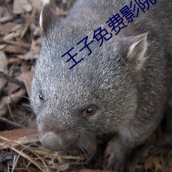王子免费影院 （有生力量）