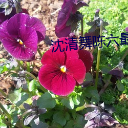 沈清舞陳六最新章節