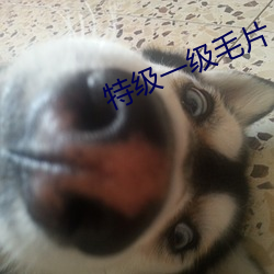 特级一级毛片