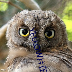 YELLOW片在线观看免费高