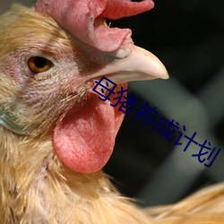 母猪养成计划