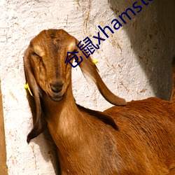 仓鼠(shǔ)xhamster57
