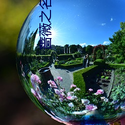 蔷薇之名 燕跃鹄踊）