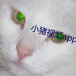 小猪视频app导航 （没精没彩）