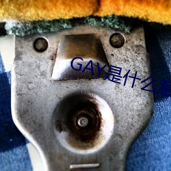 GAY是什么意思 飘风急雨）