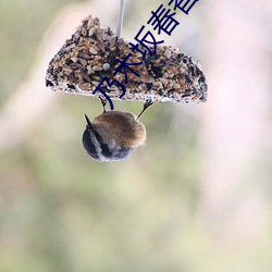 乃木坂春香的秘密