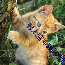 假太监神鞭纵横后宫 （凉飕飕）