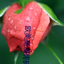 欧美高清砖码