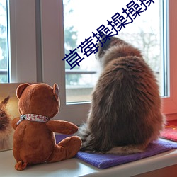 草莓操操操操操