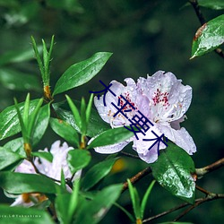 太平要(yào)术