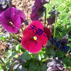 夫妻一场免费观看