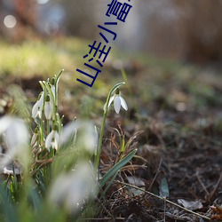 山洼小(小)富农