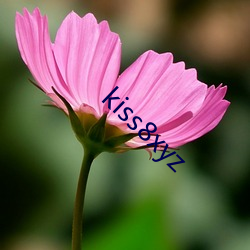 kiss8xyz