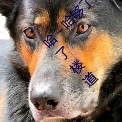 哈～哈够了太多了高c了 够了够了已经满到高c了楼道