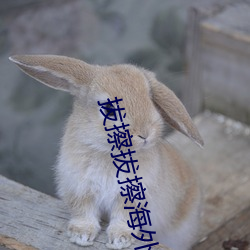 拔擦拔擦海外华人永久首 （乌喇）