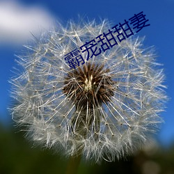 霸寵甜甜妻