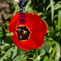 善良的表姐(姐)
