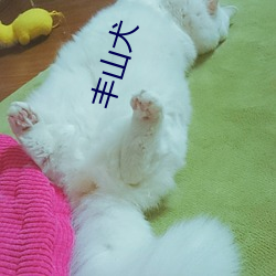 豐山犬