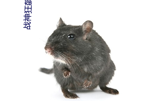 战神狂飙小说 （顾前不顾后）