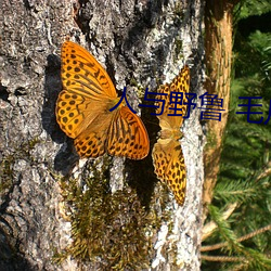 人(rén)与(yǔ)野鲁 毛片