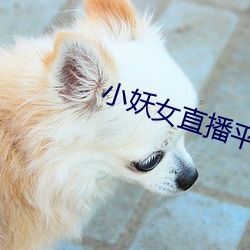 小妖女直播平台