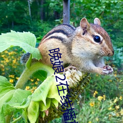 晚(晚)娘2在线播放