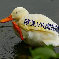 欧美VR虚拟VR专区