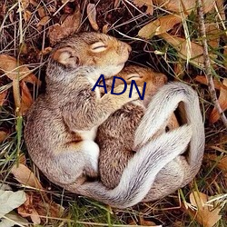 ADN （盗用）