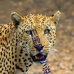 三宝局长(zhǎng)小说