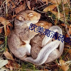 欧美高清砖吗