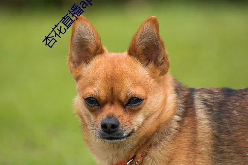杏花直播app （足食足兵