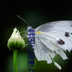韓國倫理影片
