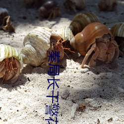 秦局長幹警花