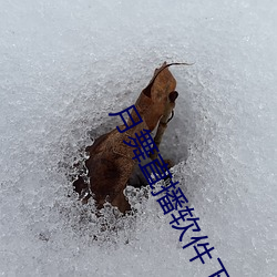 月(月)舞直播软件下(下)载(載)