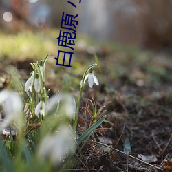 918博天堂·(中国)手机版客户端