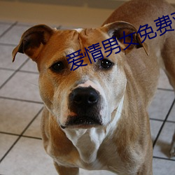 爱情男女(女)免费观(觀)看全集(集)动(動)漫