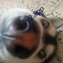 yy2.app