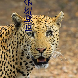 同城约(約)会(會)吧app